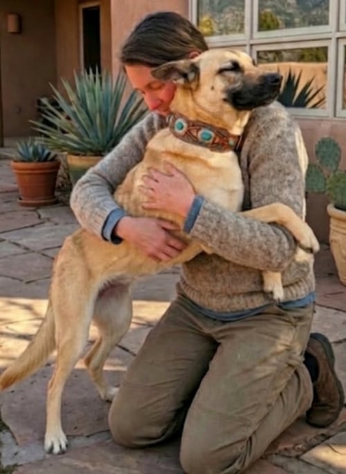 JANIE - Shepherd available for adoption