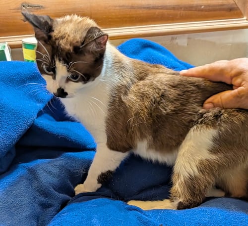 NYX - Siamese available for adoption
