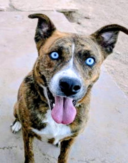 GRACIE - Shepherd / Husky for adoption in Santa Fe