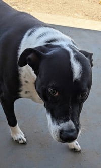 SMOKEY - Photo 3