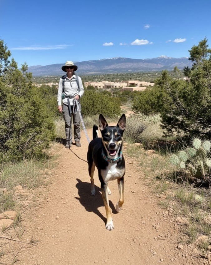 LILY - Cattle Dog / Australian Kelpie available for adoption