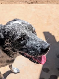 KINGSLEY (tripawd) - Photo 2