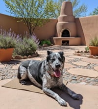 KINGSLEY (tripawd) - Photo 1
