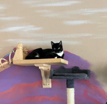 ZEPHYRA - Domestic Short Hair available for adoption
