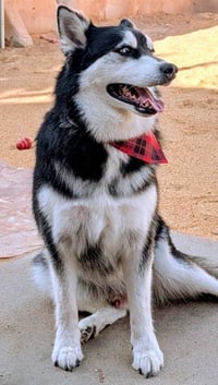 HUSKER the Husky - Photo 4
