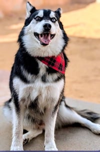 HUSKER the Husky - Photo 1