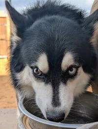 HUSKER the Husky - Photo 2