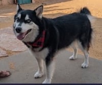 HUSKER the Husky - Photo 3