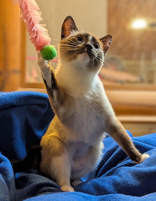EVIE - Siamese available for adoption