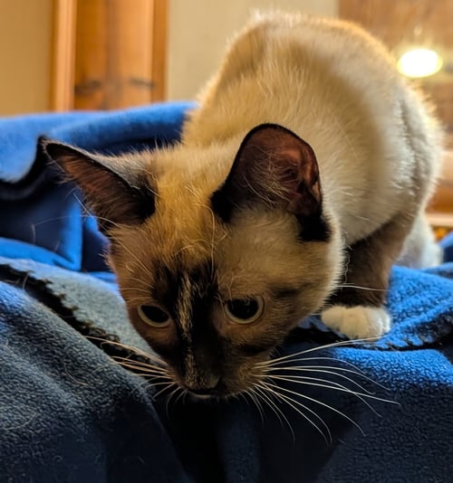 EVIE - Siamese available for adoption