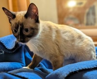 EVIE - Photo 4