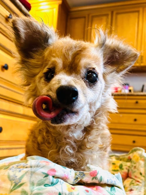 COURAGE - Chihuahua available for adoption
