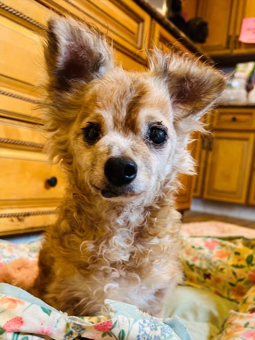 COURAGE - Chihuahua available for adoption