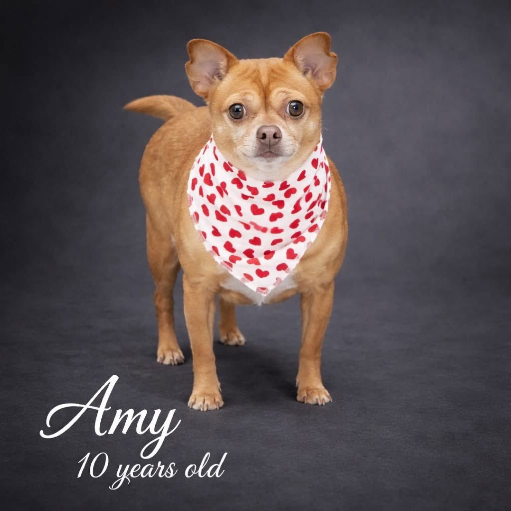 AMY - Chihuahua available for adoption