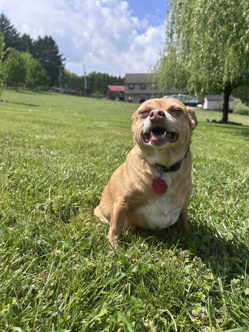 AMY - Chihuahua available for adoption