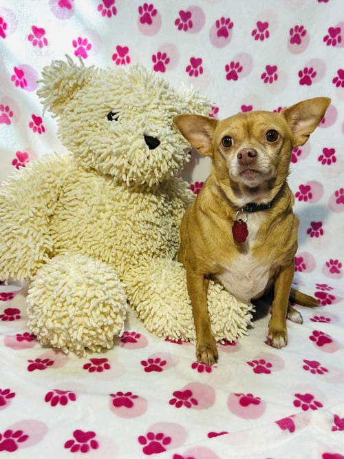 AMY - Chihuahua available for adoption