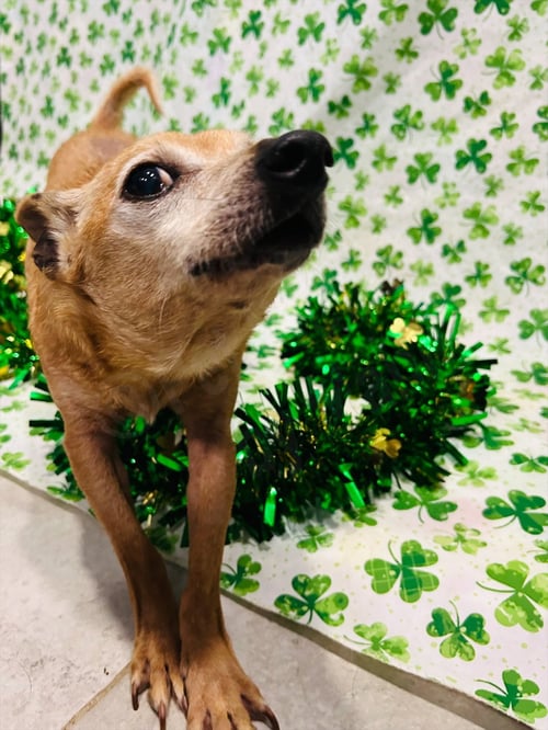 ROOFUS - Chihuahua available for adoption