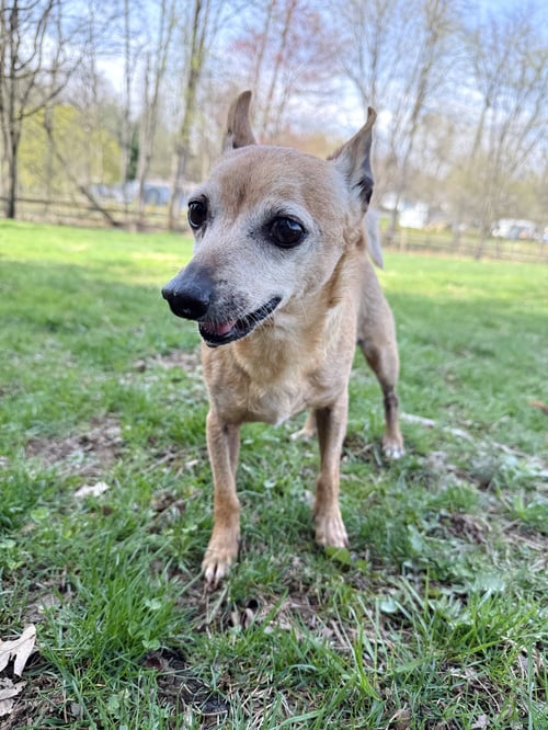 ROOFUS - Chihuahua available for adoption