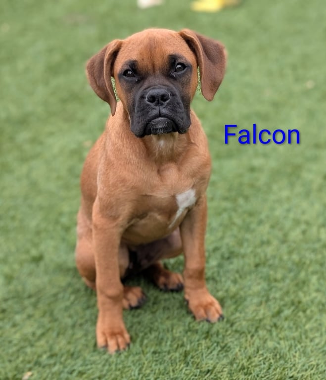 Falcon Image