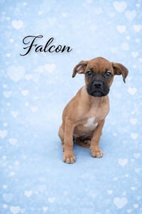 Falcon - Photo 2