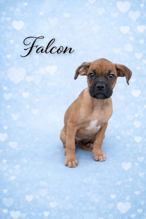 FALCON - Boxer available for adoption