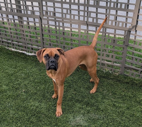 FALCON - Boxer available for adoption