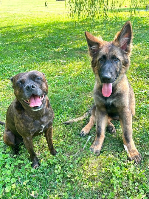 BEAU - German Shepherd Dog available for adoption