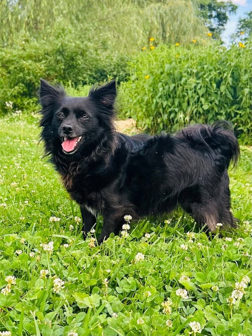 MILTON AND MARVIN - Chihuahua / Pomeranian available for adoption