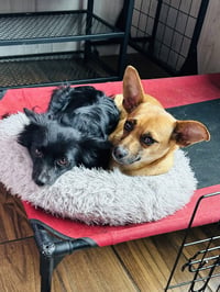 Milton and Marvin - Photo 3