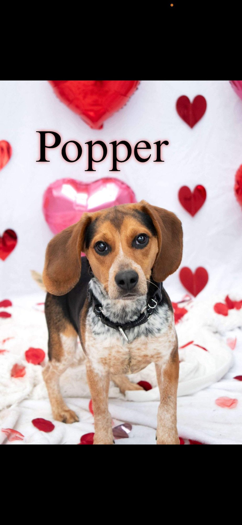 POPPER - Beagle available for adoption