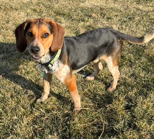WOODY - Beagle available for adoption