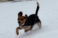 Woody - Photo 4
