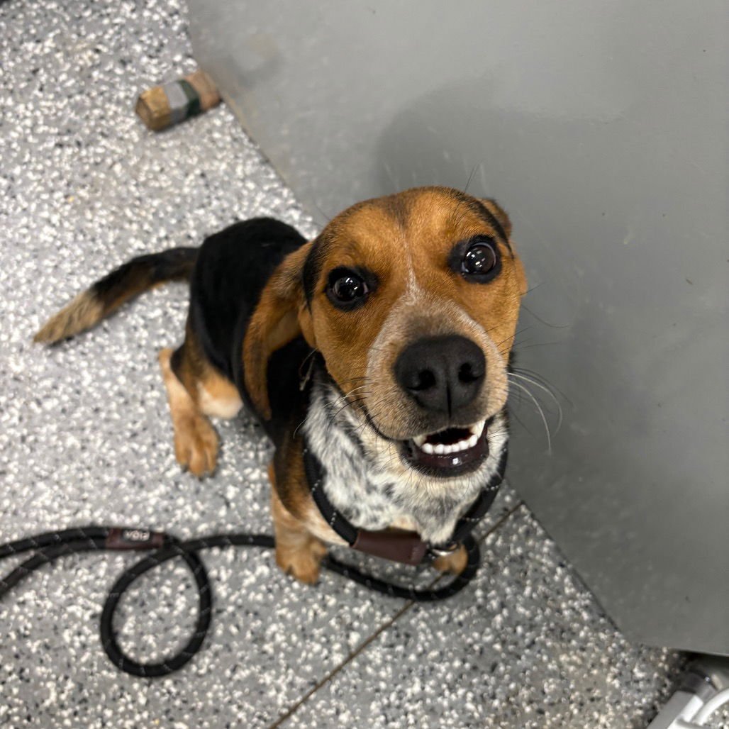 POPPER - Beagle available for adoption