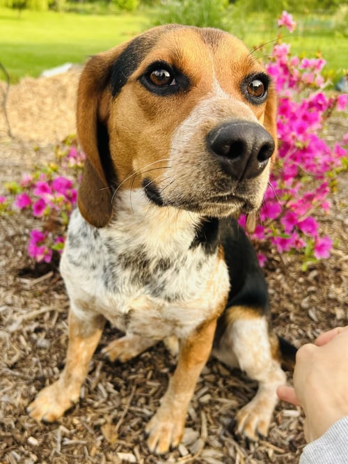 WOODY - Beagle available for adoption