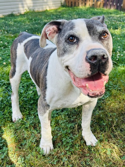 TJ - Pit Bull Terrier available for adoption