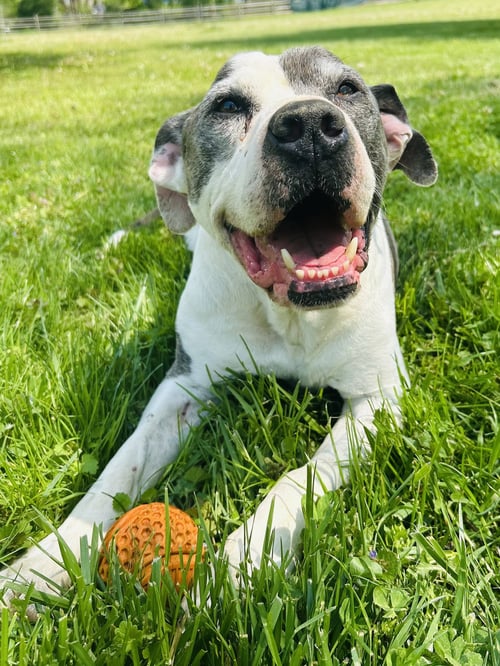 TJ - Pit Bull Terrier available for adoption