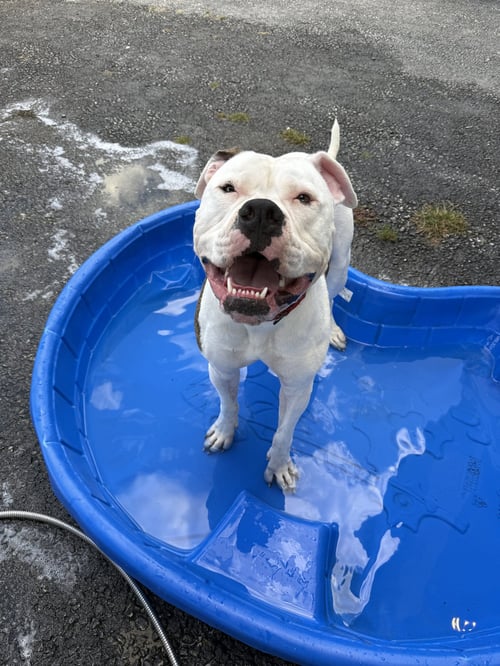 CHANCE - American Bulldog available for adoption