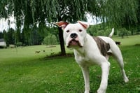 Chance - Photo 6