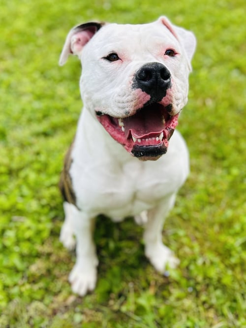 CHANCE - American Bulldog available for adoption