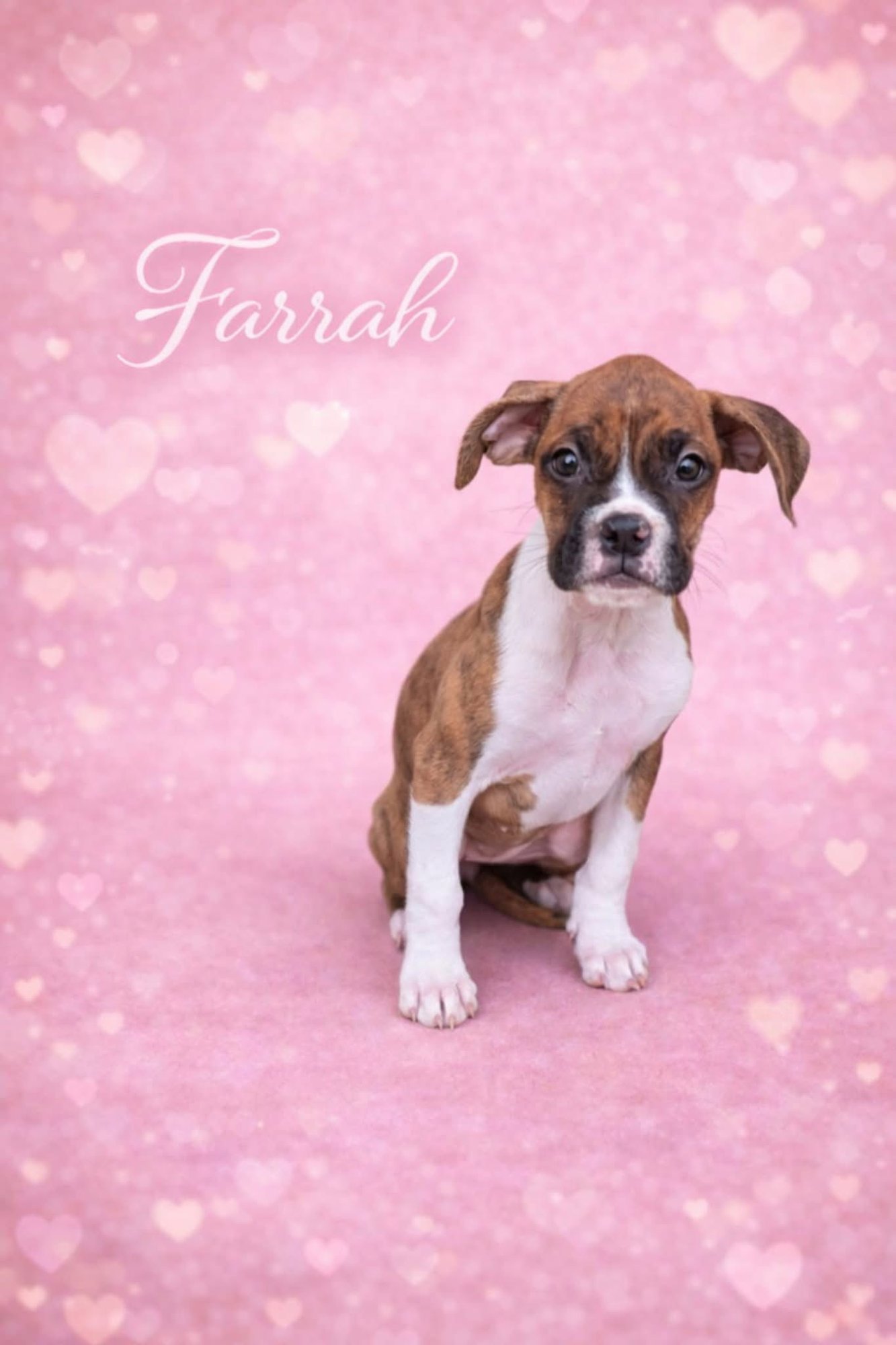 FARRAH