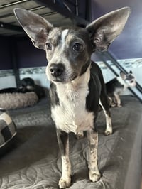 Angel Rat Terrier - Photo 5