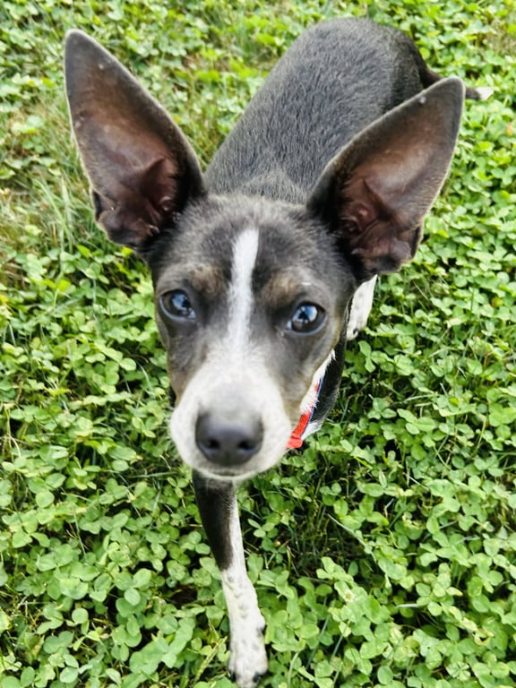 Angel Rat Terrier Image