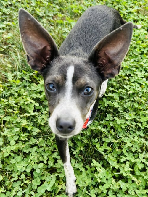 ANGEL RAT TERRIER - Rat Terrier available for adoption