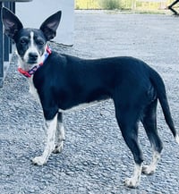 Angel Rat Terrier - Photo 2