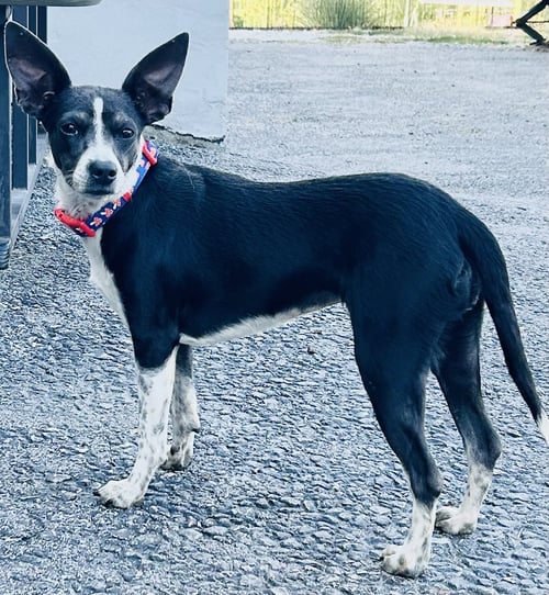 ANGEL RAT TERRIER - Rat Terrier available for adoption