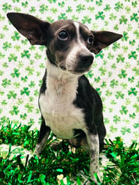 Angel Rat Terrier - Photo 3