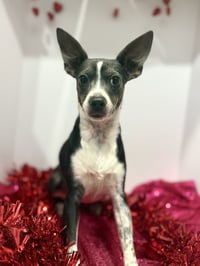 Angel Rat Terrier - Photo 4