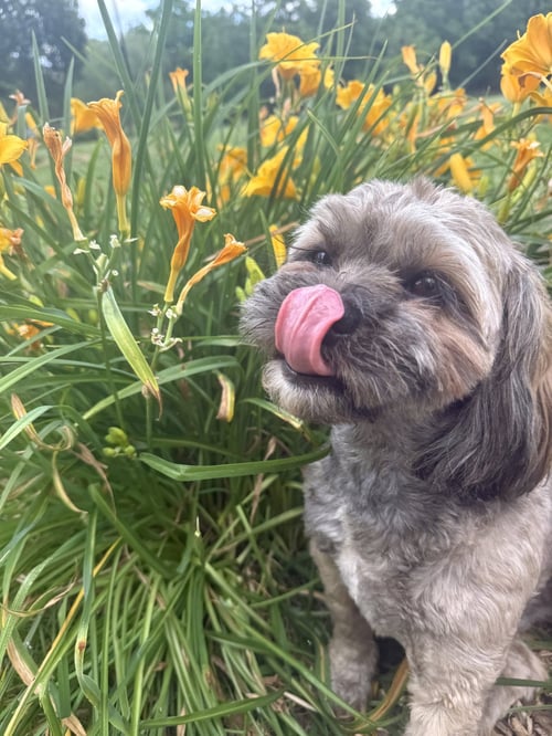 TIPPY TOES - Shih Tzu available for adoption