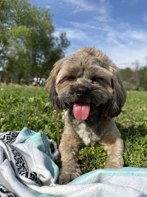 TIPPY TOES - Shih Tzu available for adoption