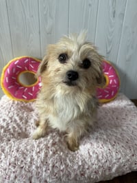 GiGi - Photo 6